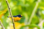 Caribbean-Trinidad-Asa Wright Nature Center Euphonia bird on limb Art Print
